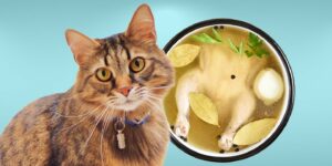 Can Cats Eat chicken broth?