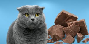 Can Cats Eat chocolate?