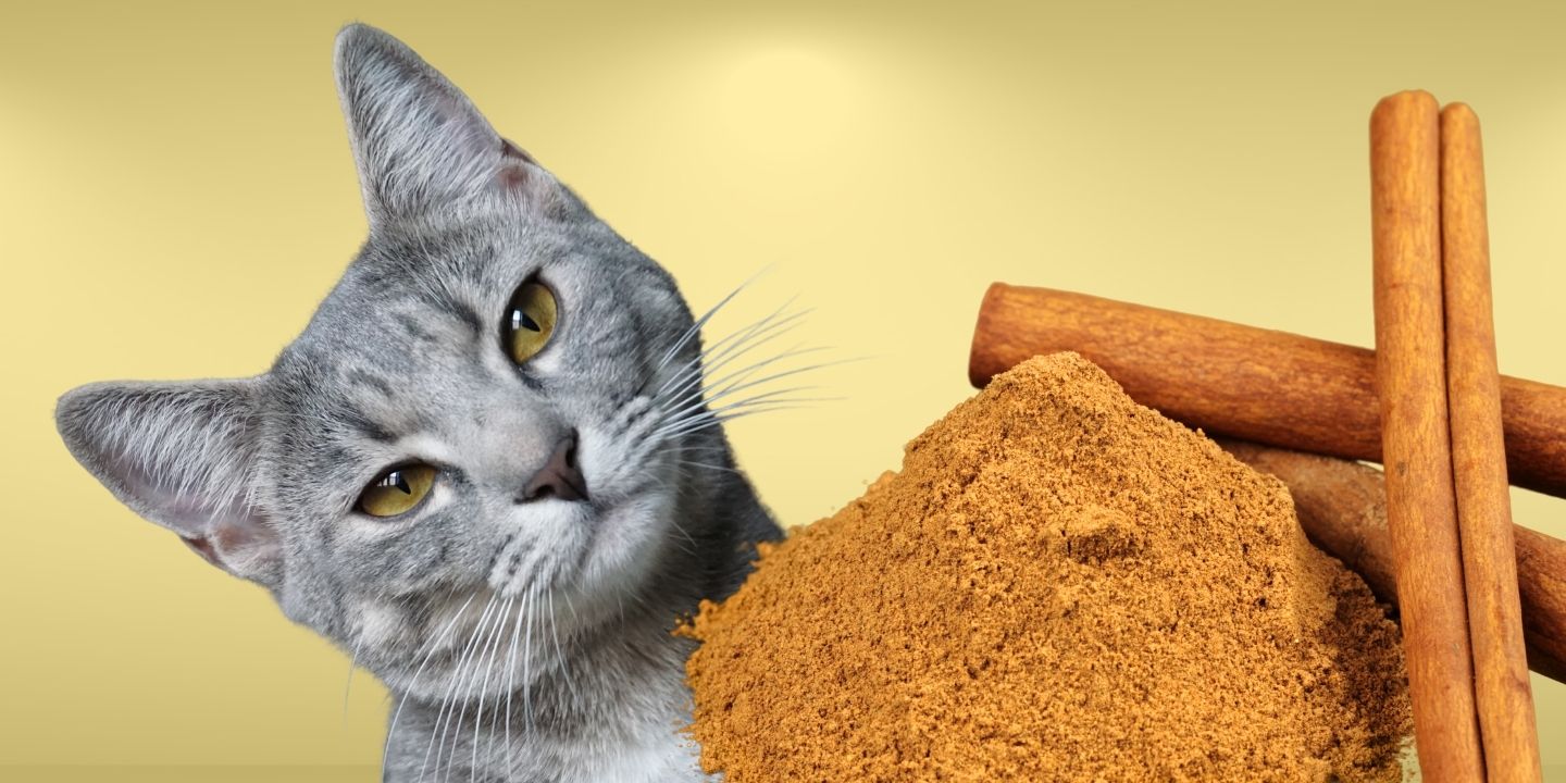 Can Cats Eat Cinnamon? The Dangers and Risks