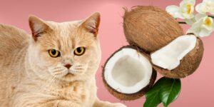 Can Cats Eat coconut?