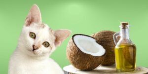 Can Cats Eat coconut oil?