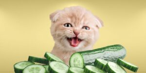 Can Cats Eat cucumbers?