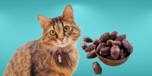 Can Cats Eat dates?
