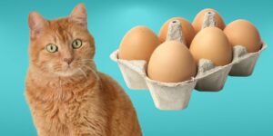 Can Cats Eat eggs?