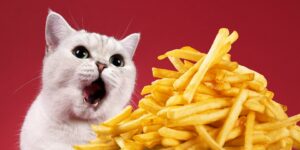 Can Cats Eat french fries?