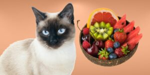 Can Cats Eat fruit?