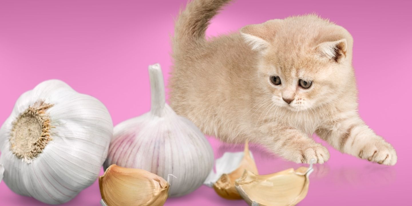 Can Cats Eat Garlic? The Surprising Truth