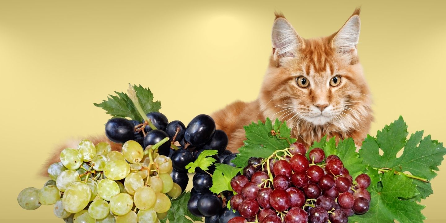 Can Cats Eat Grapes? The Risks And Dangers