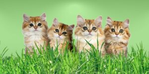 Can Cats Eat grass?