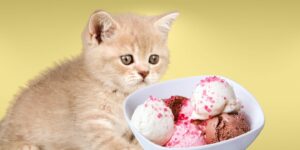 Can Cats Eat ice cream?