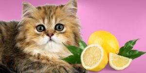 Can Cats Eat lemons?