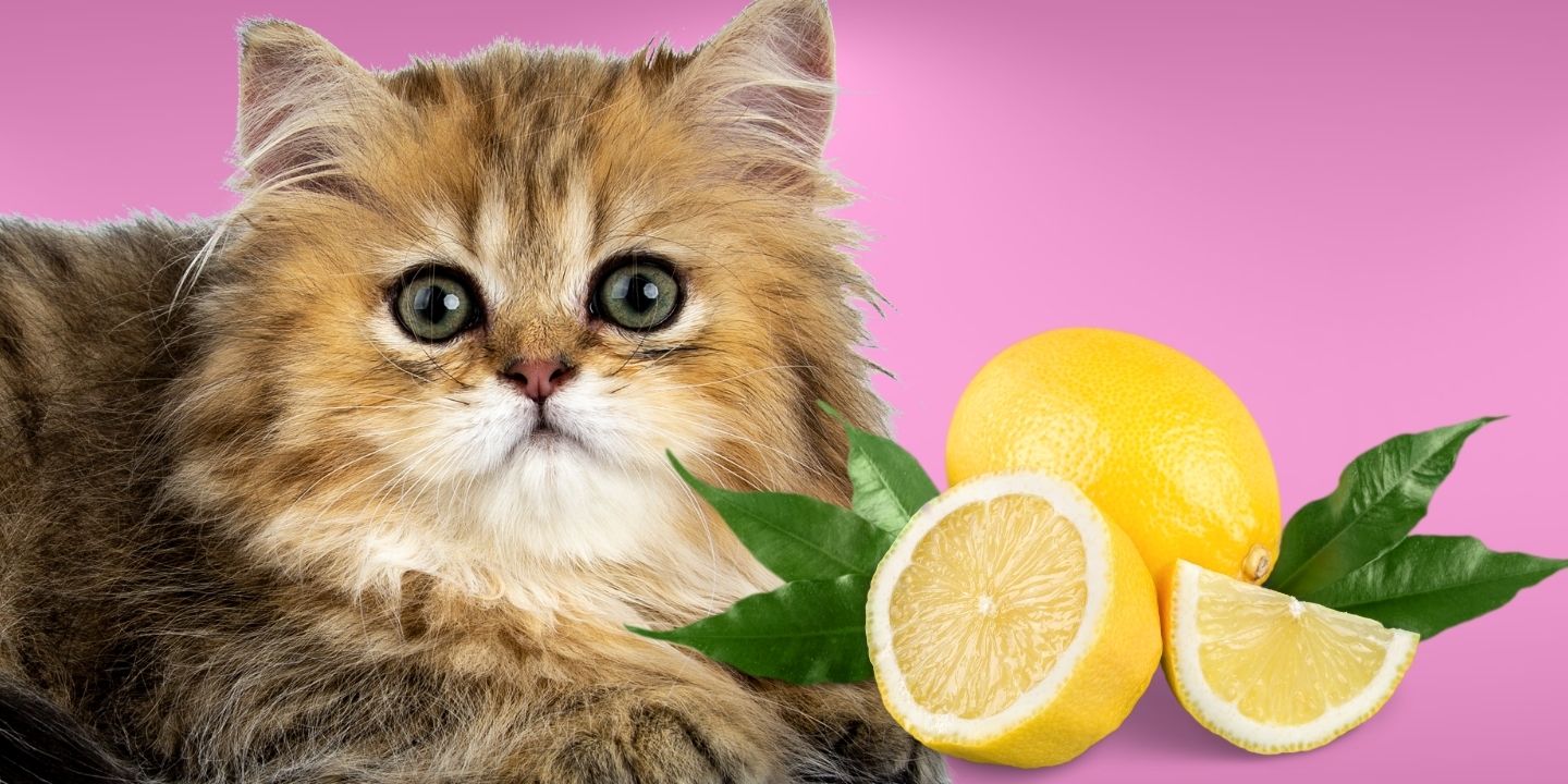 Can Cats Eat Lemons? The Surprising Truth