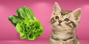Can Cats Eat lettuce?