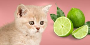 Can Cats Eat limes?