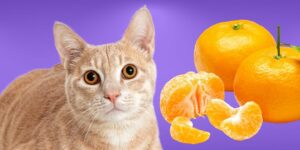 Can Cats Eat mandarin oranges?