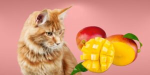 Can Cats Eat mango?
