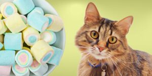 Can Cats Eat marshmallows?