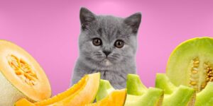 Can Cats Eat melons?