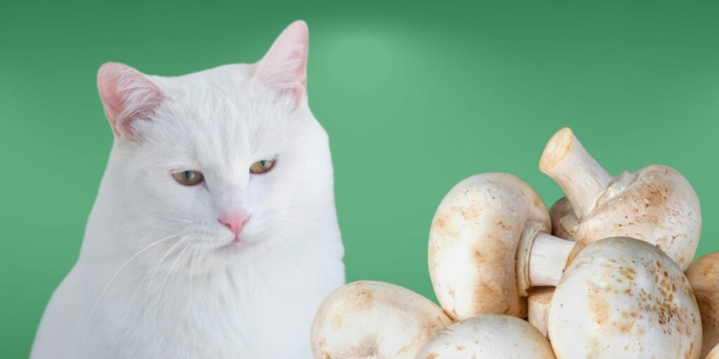 Can Cats Eat mushrooms?