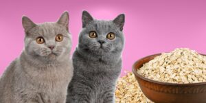 Can Cats Eat oatmeal?