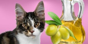 Can Cats Eat olive oil?