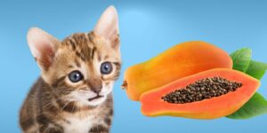 Can Cats Eat papaya?