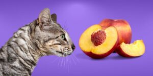 Can Cats Eat peaches?