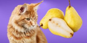Can Cats Eat pears?