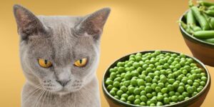 Can Cats Eat peas?