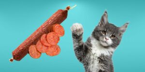 Can Cats Eat pepperoni?