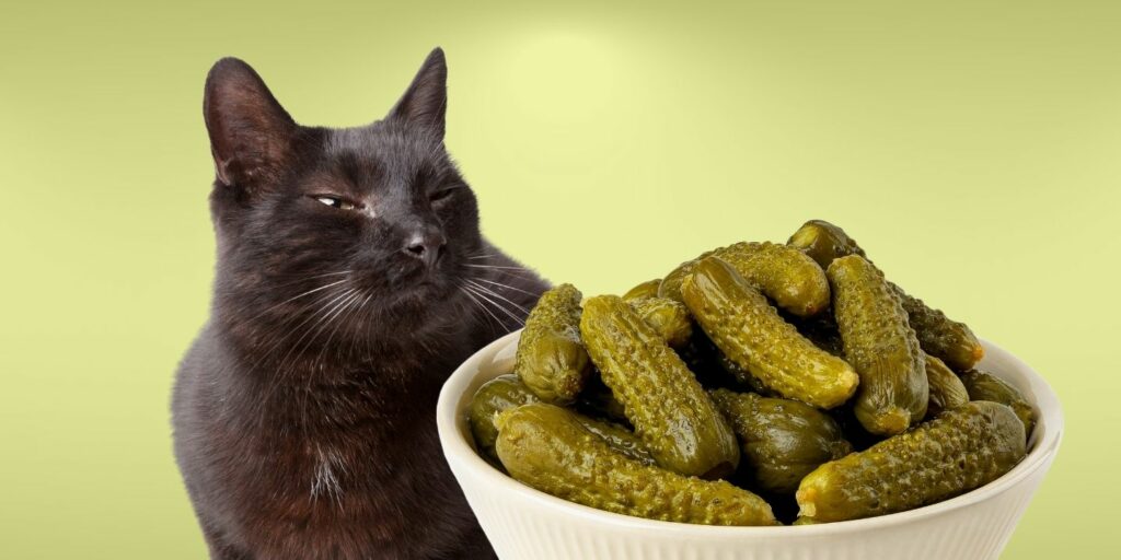 Can Cats Eat pickles?