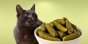 Can Cats Eat pickles?