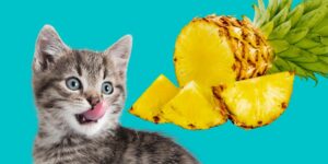 Can Cats Eat pineapple?