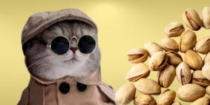 Can Cats Eat pistachios?