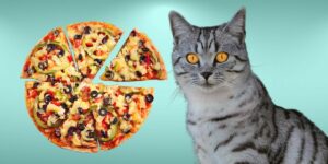 Can Cats Eat pizza?