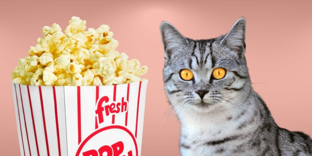 Can Cats Eat popcorn?