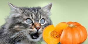 Can Cats Eat pumpkin?