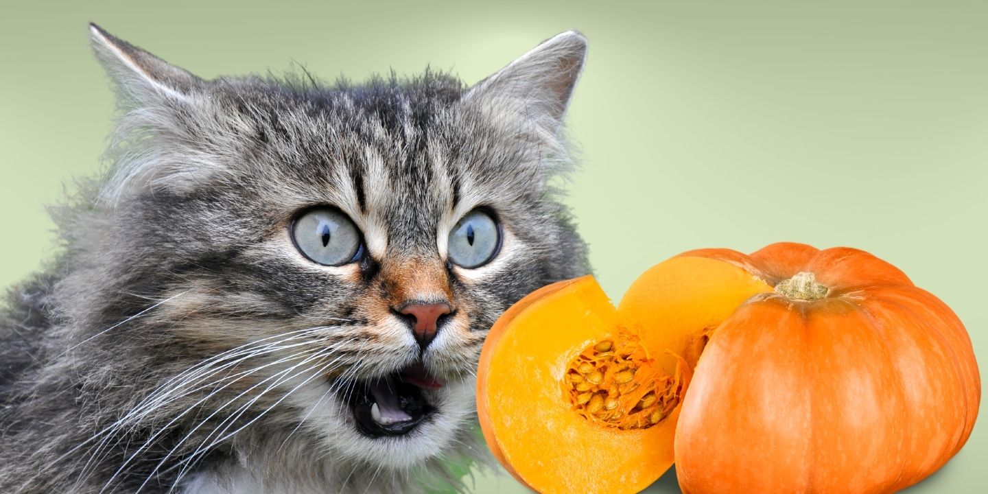 Can Cats Eat Pumpkin? The Truth Revealed