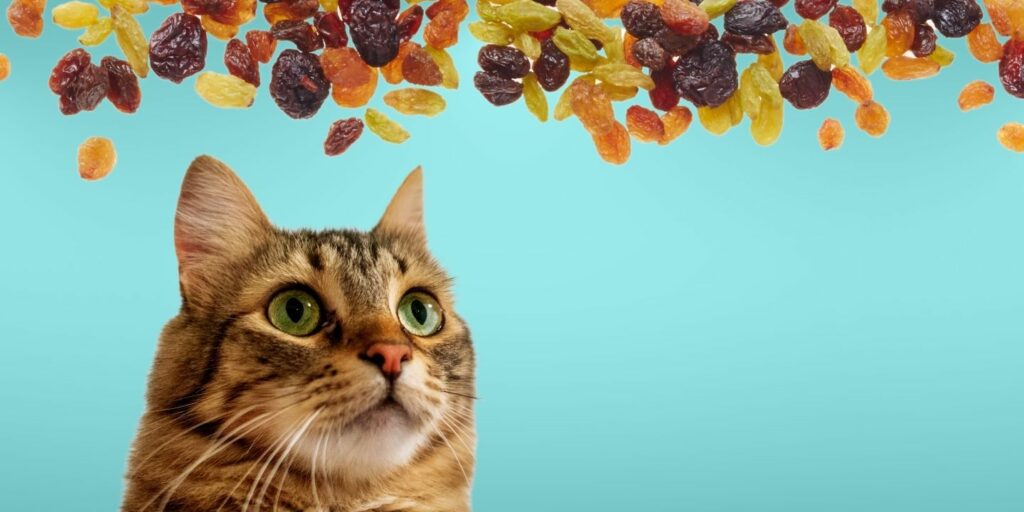 Can Cats Eat raisins?