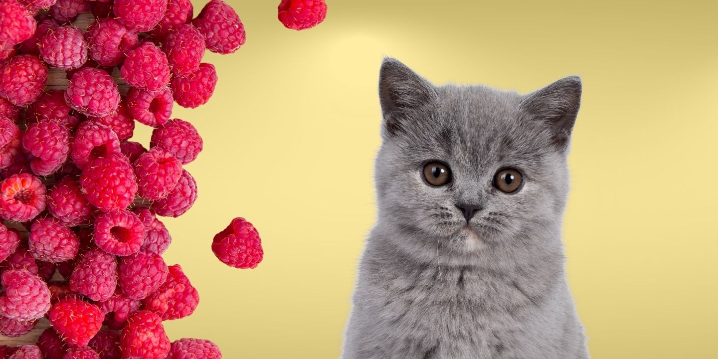 Cat Blowing Raspberry Can Cats Eat Raspberries? A Comprehensive Guide