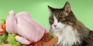 Can Cats Eat raw chicken?