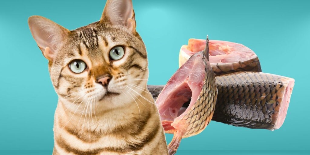 Can Cats Eat raw fish?