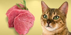 Can Cats Eat raw meat?