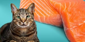 Can Cats Eat raw salmon?