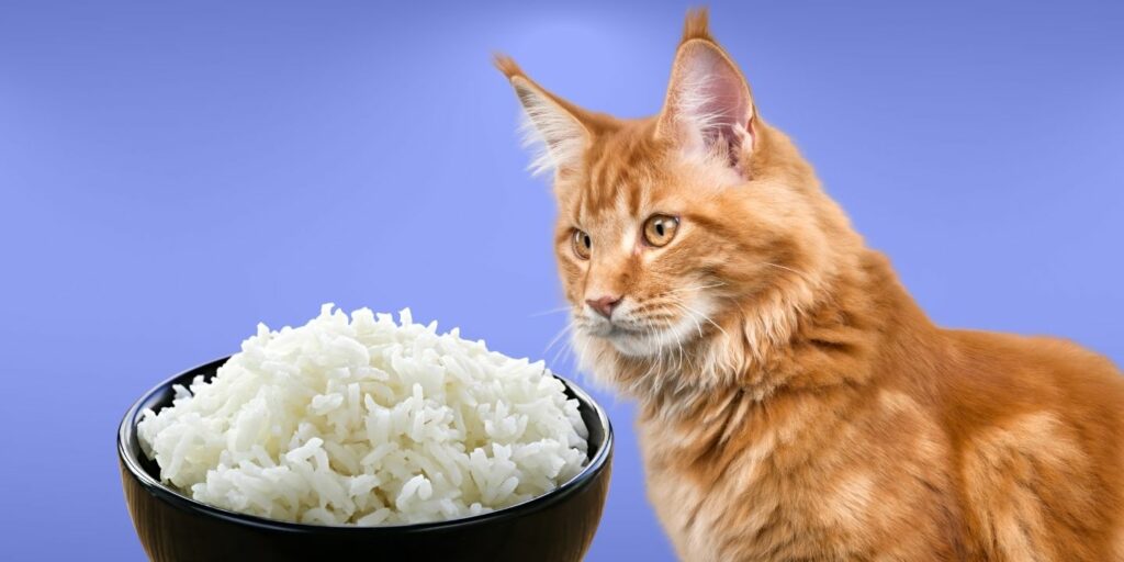 Can Cats Eat rice?