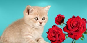 Can Cats Eat roses?