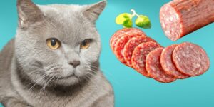Can Cats Eat salami?