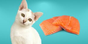 Can Cats Eat salmon?
