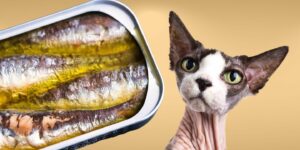 Can Cats Eat sardines?