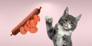 Can Cats Eat sausage?